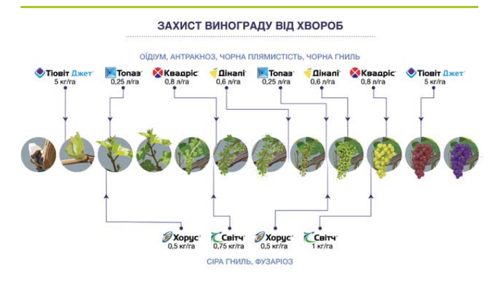 Захист винограду