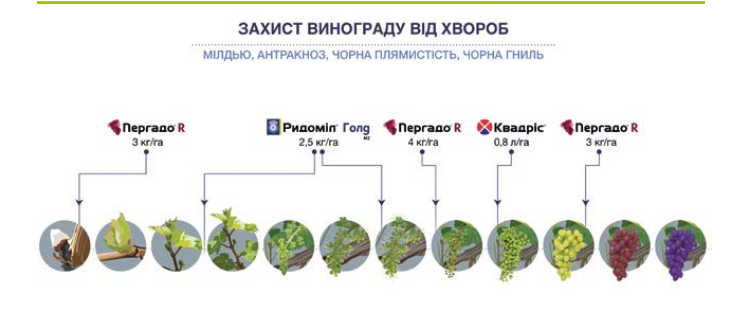 Захист винограду