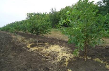 В Україні можуть скасувати обов’язкове оформлення сезонних працівників при створенні садів та теплиць за грантовими програмами