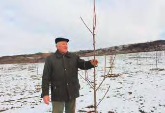  Яблочный рай в Закарпатье