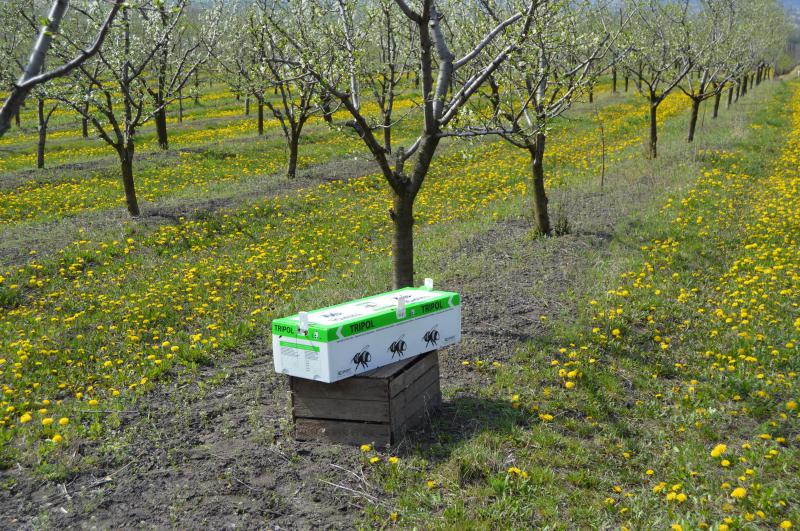  Компания Koppert Biological Systems: от шмеля до биотехнологий, или Садоводство как никакая другая отрасль требует инноваций