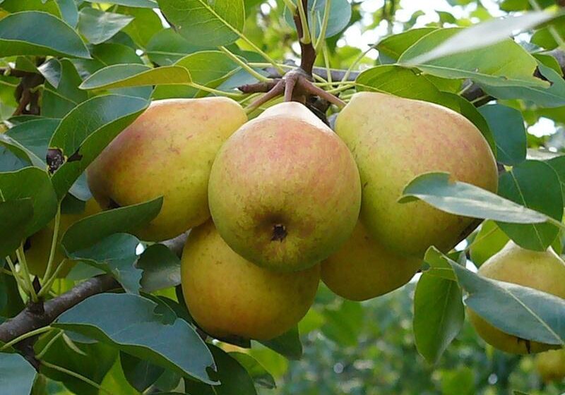  Уникальное решение для промышленного выращивания груш от питомника Fleuren: подвой айвы Eline