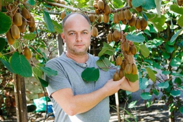  Бізнес на ківі: перспективна ідея чи екзотична вигадка