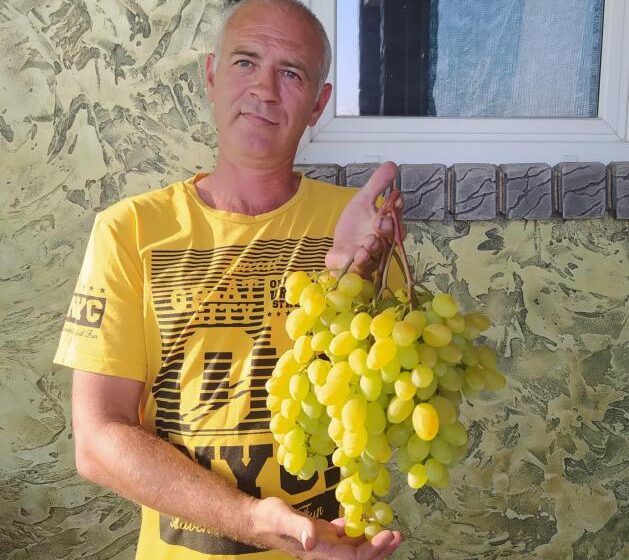 Нові форми винограду успішно виводить селекціонер із Запорізької області