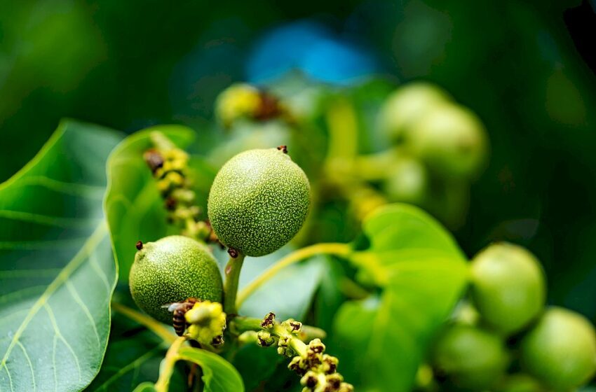  Вітчизняний ринок горіхів цікавий, проте країна має завоювати своє місце саме в якості продукту, – експерт