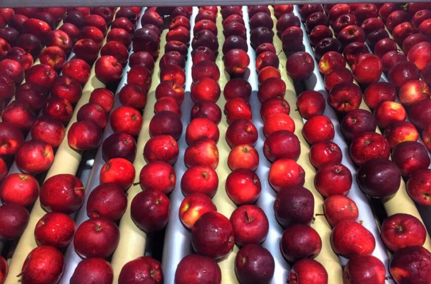  Як отримати максимальну додану вартість, працюючи за інтенсивною технологією садівництва, знають у ГК VITAGRO