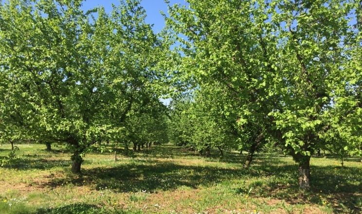  Український агрохолдинг планує створити новий фундуковий сад на 500 гектарів
