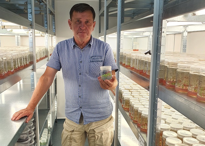  «Долина-Агро» вирощує продуктивні підщепи черешні та сливи
