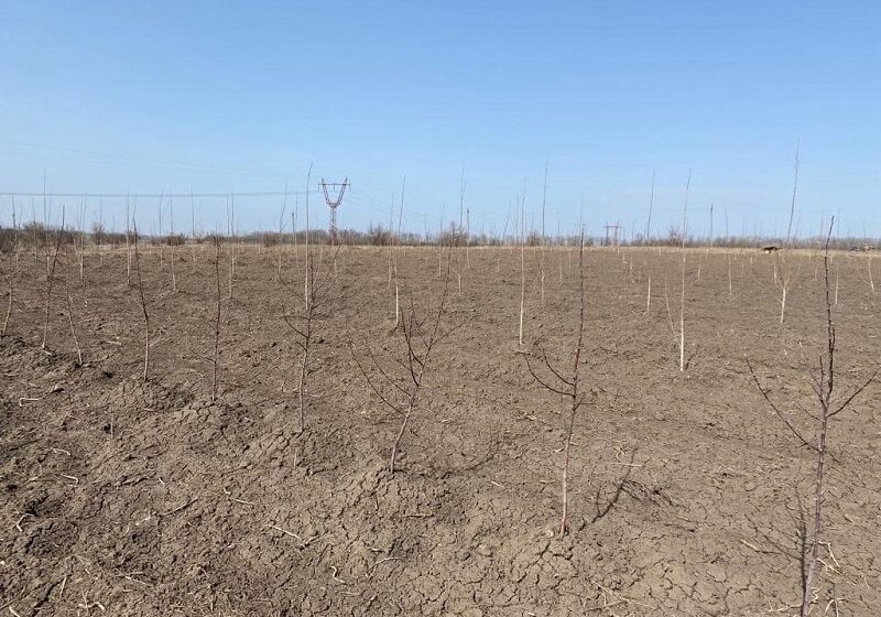  На Кіровоградщині сад заклали донецькими саджанцями