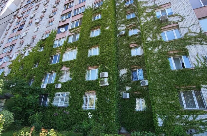  У столиці висаджують виноград