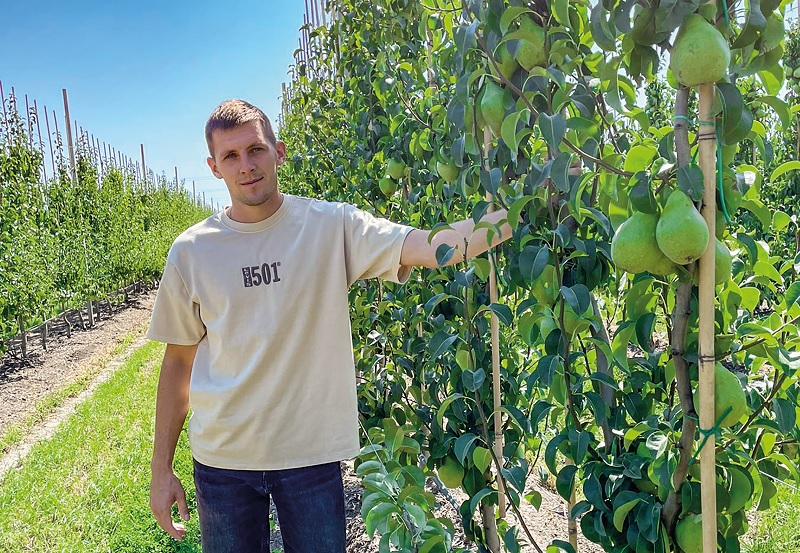  На українському ринку не вистачає груші