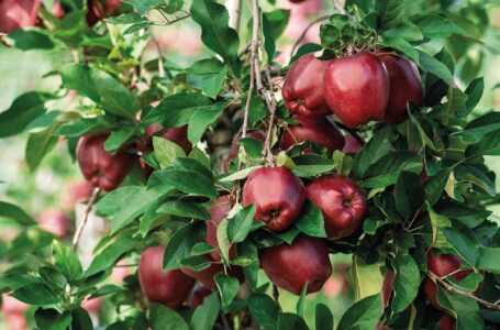 Red Delicious RedVelox®