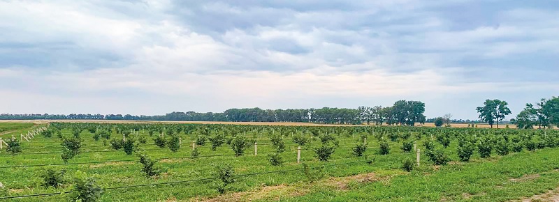  Як утримують горіховий сад на плаву в умовах війни українські садівники