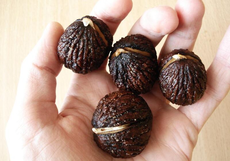  В Україні заклали плантацію чорного горіха