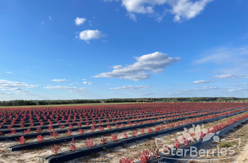  Бізнес-тур на ягідні плантації компанії «Грасс Авеню»