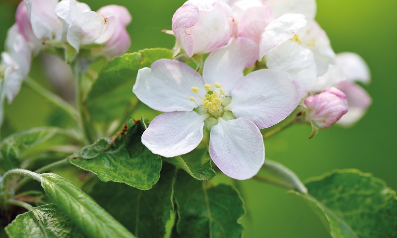  Біологічний метод як складник екологічно безпечного захисту яблуні