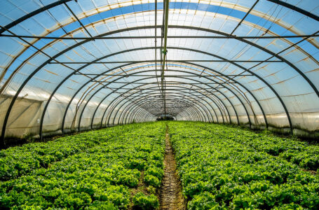 Young plants growing in a very large plant nursery in the france