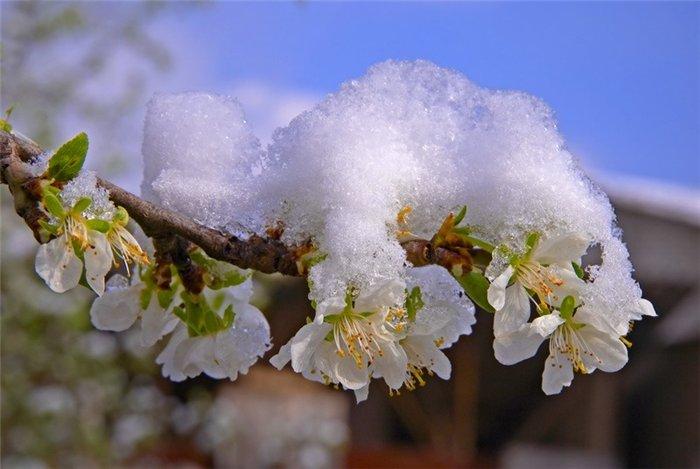  Як морози та снігопади вплинули на сади кісточкових культур?