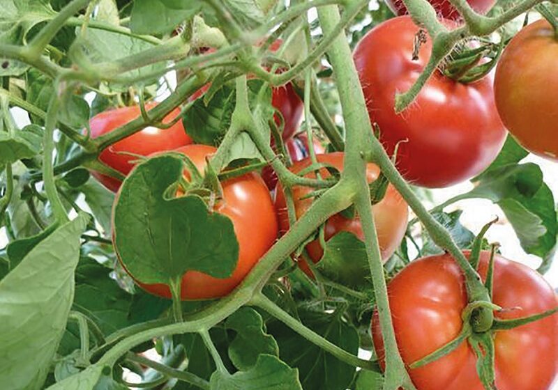  Оптимізація умов мінерального живлення томатів