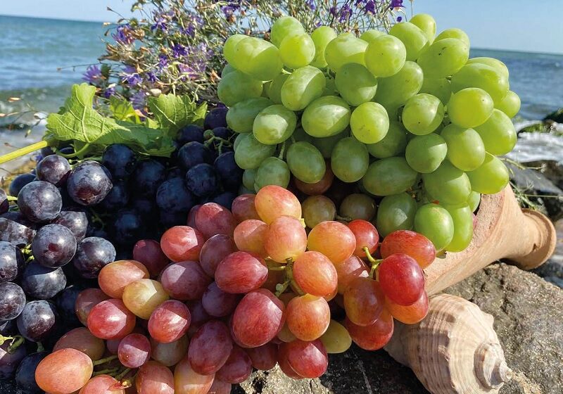  Столовий виноград: є перспектива для вигідного бізнесу