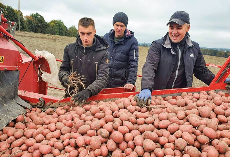  Компанія «ІМПАК»: мита картопля як успішний бізнес