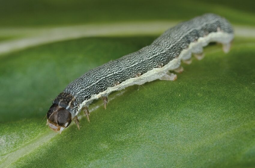  Лускокрилі шкідники спеціальних культур? Байєр пропонує Ваєго®!