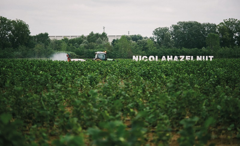  Vivai Nicola: якість садивного матеріалу фундука, перевірена часом