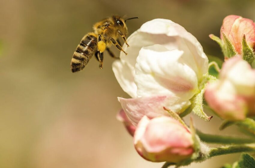  Андрій ЧАПЛОУЦЬКИЙ: «Запилення – не проста справа»