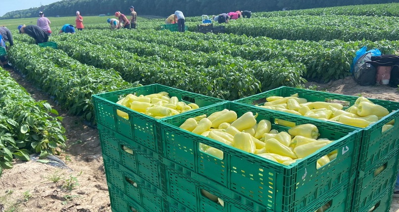  На Вінниччині почали збирати врожай перцю і баклажанів