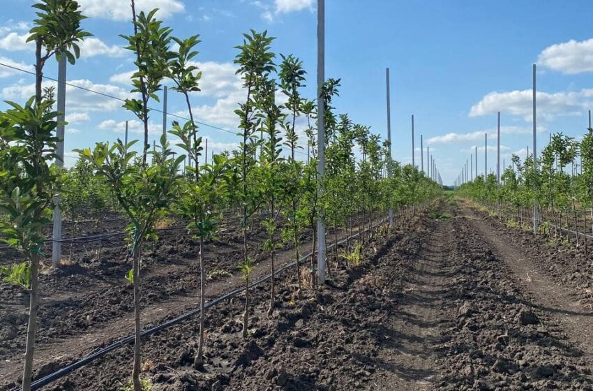  «Сади Дніпра» і надалі розширюватимуть площу насаджень