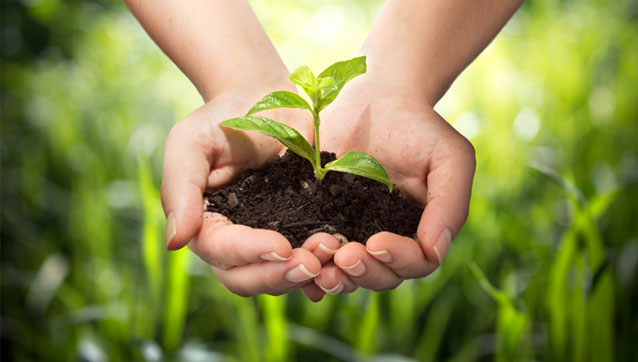  До уваги заявників на сорти рослин