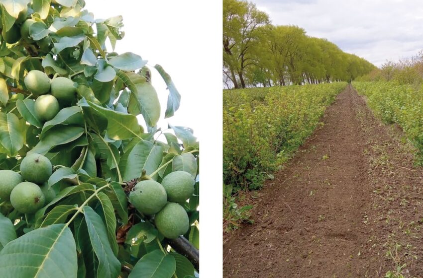  Як уникнути помилок, закладаючи горіховий сад