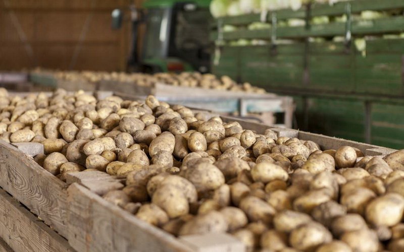  В Україні виростили достатньо овочів, але сховищ для них не вистачає