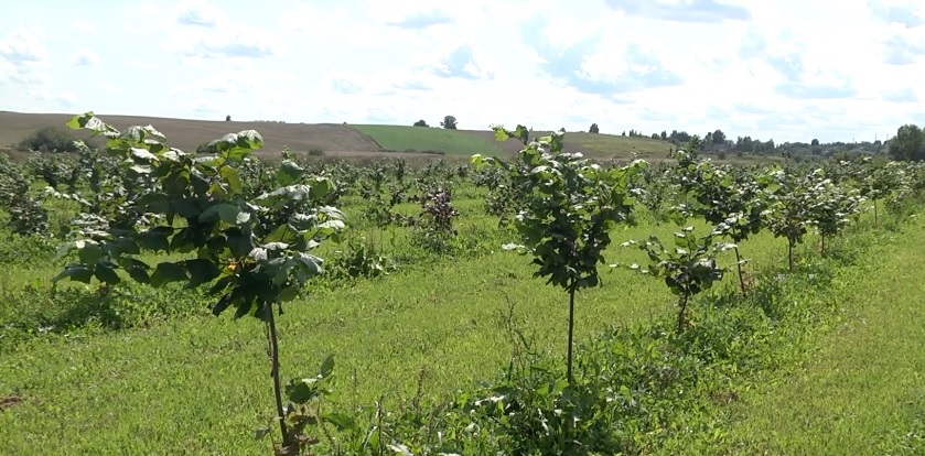  На Волині фермер замість чагарника висадив плантацію фундука