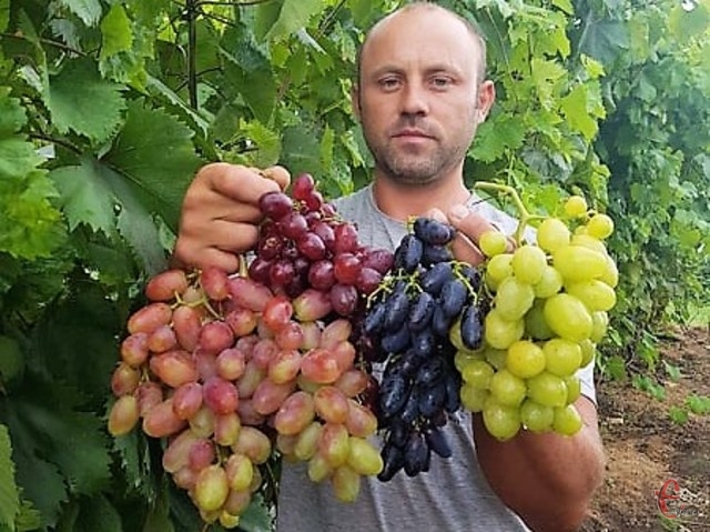  На Поділлі фермер вирощує понад 180 сортів винограду