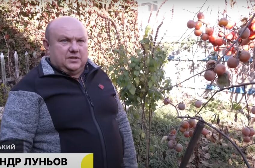  Садівник з Кропивниччини вирощує в саду 12 сортів хурми