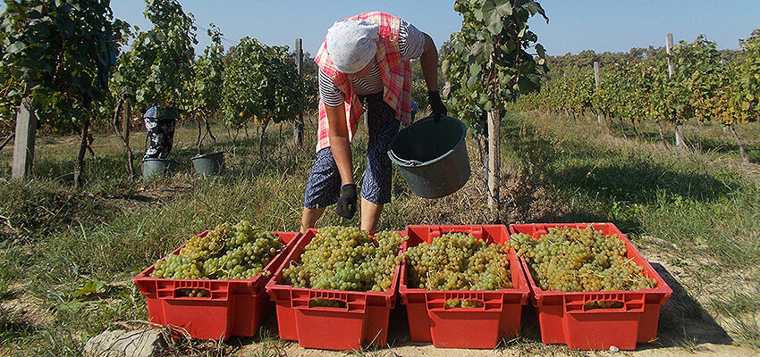  Закарпатські винороби зареєструють понад 50 місцевих сортів винограду