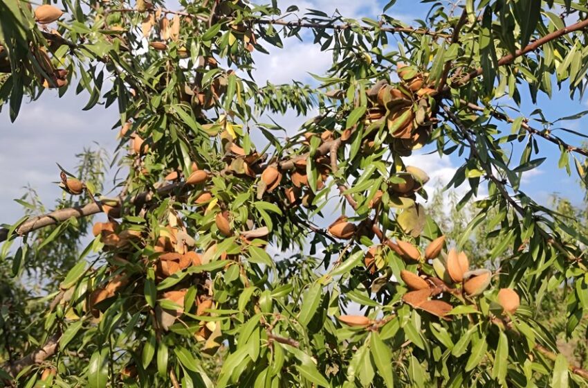  Продуктивні іспанські сорти мигдалю цвітуть в Україні