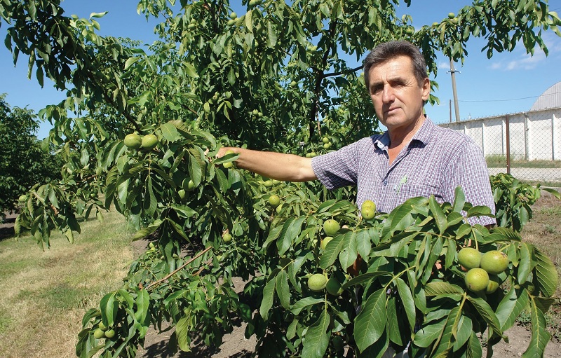  Перспективи вирощування та перероблення горіхів: нові ідеї на шляху до вдосконалення