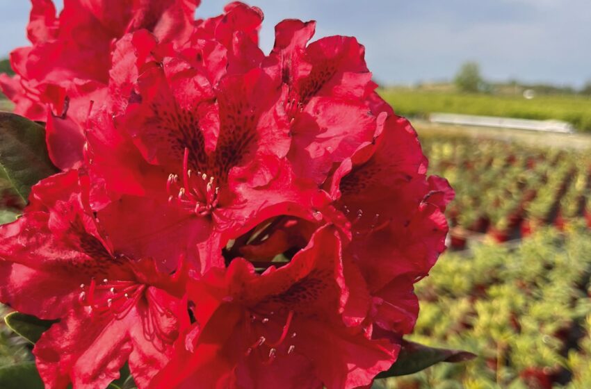  «Квітковий сад АТ»: саджанці квіткових рослин, вирощені за європейськими стандартами