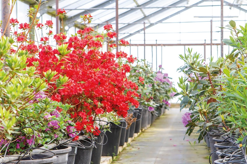  Рододендрони – перлина вашого саду