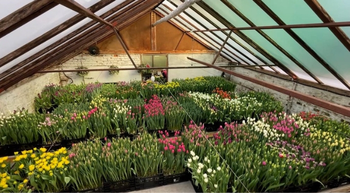  Як на Чернігівщині розвивають квіткову ферму