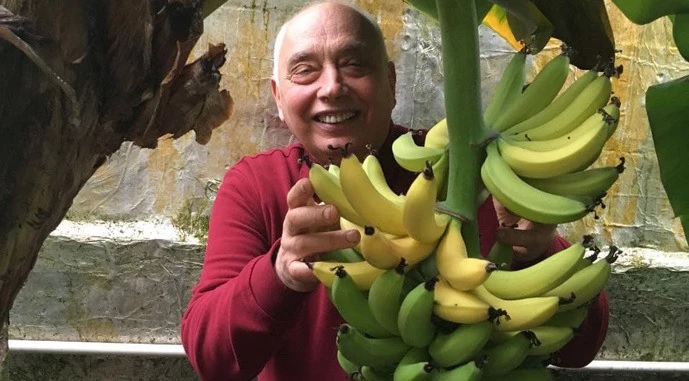  Селекціонер вивів сорт банана, який можна вирощувати на підвіконні