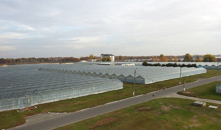 «Комбінат «Тепличний» планує відмовитися від газу