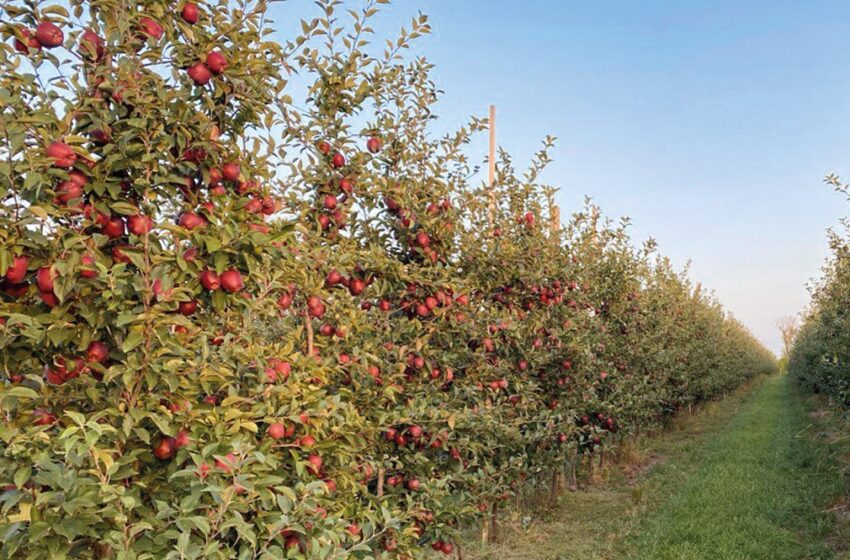  Андрій ШУЛЬГАНЬ, ФГ «Малинківське»: «Якщо яблуко якісне, проблем з його реалізацією не має бути»