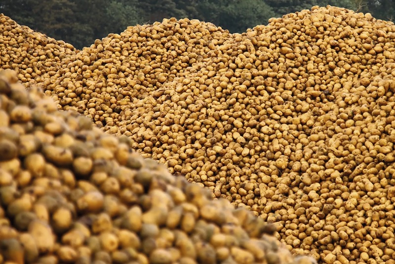  Як збільшити прибуток під час перероблення овочевої продукції?