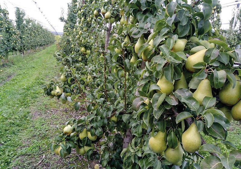  Груша – культура не для експорту