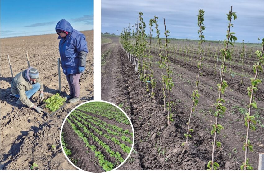 Для успіху господарства та підтримки однодумців у ФГ «Гадз» на 80 гектарах площі висадили власний розсадник