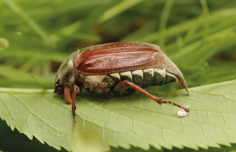  Стратегія захисту плодових насаджень України від західного травневого хруща