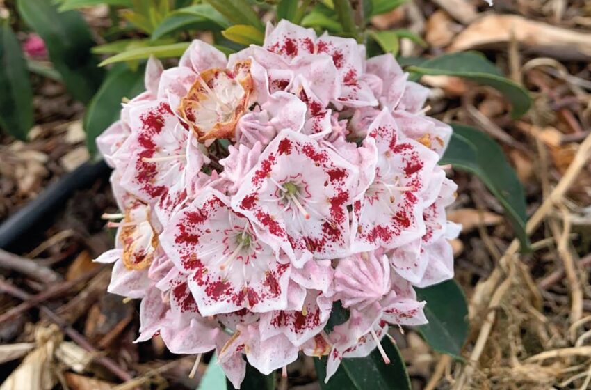  Як успішно вирощувати кальмію – знають у розсаднику «Фруктовий сад АТ»